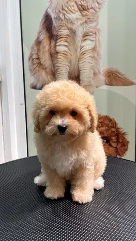 Poodle Puppy - Female