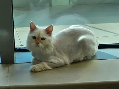 White Turkish Angora Female 9 months old