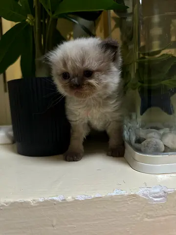 Fluffy Himalayan mix kitten - friendly, ready for adoption