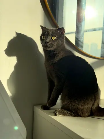 Cats for Free adoption (liter trained, full vaccinated with passport history)