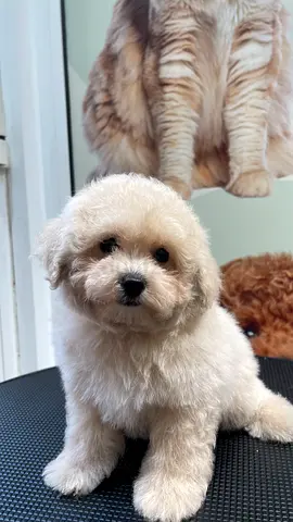 Poodle Puppy - Male