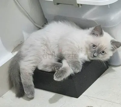 3-month-old Himalayan siamese mix, friendly, litter trained kittens.