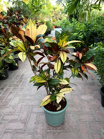 Premium Codiaeum Variegatum "Croton Petra" Plant (60–80 cm Height, 10L Pot) – Vibrant Indoor & Garde