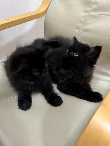 fully vaccinated, three months old persion kittens healthy, and beautiful