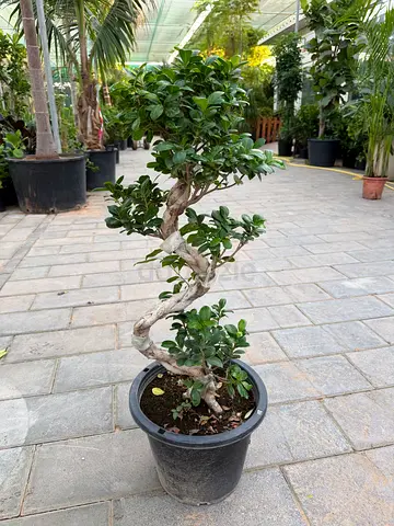 Ficus "S" Bonsai | 70-80cm ht