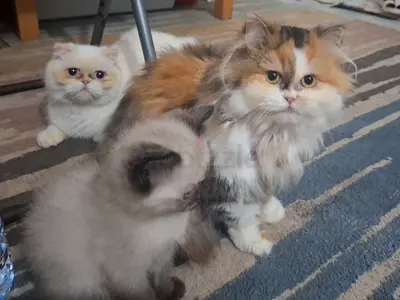 Cats