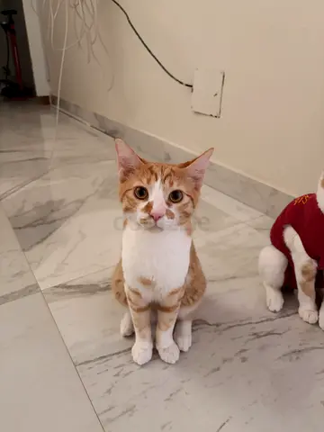 Kittens in need of immediate homes