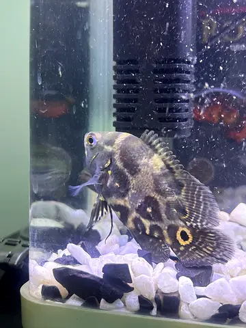 Fish tank and two Oscar fish’s for sale