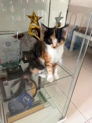 Kittens for adoption