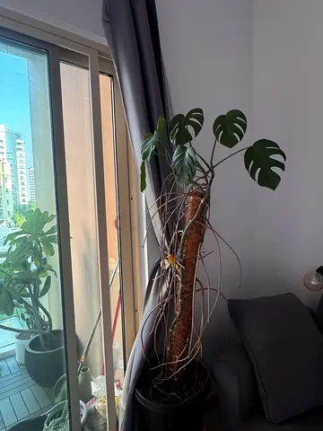 Tall potted Monstera - indoor plant