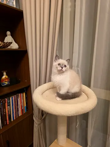 Silver Blue Ragdoll Classifieds: 69 Days Ragdoll Pure kitten striking blue eyes - friendly ...