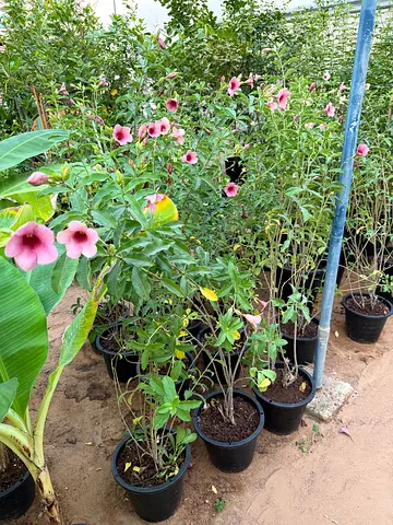 Purple Allamanda (Allamanda blanchetii)
