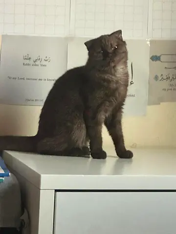 Scottish fold chocolate female cat 5 months old fully vaccinated fully vaccinated