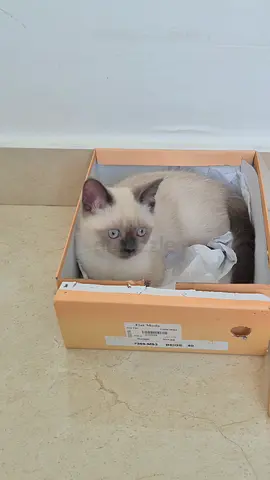 3-month-old Himalayan siamese mix, friendly, litter trained kittens.
