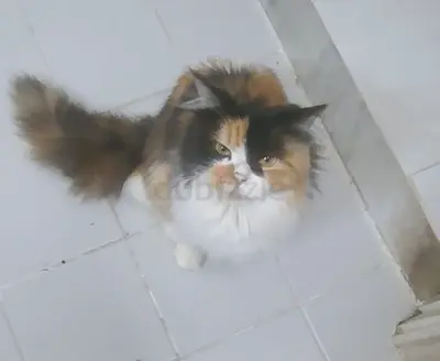 Friendly female calico cat available for adoption - affectionate and healthy