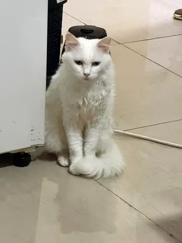 White Turkish Angora Mix Female Cat