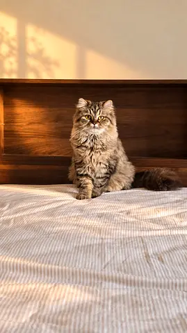 Cute Siberian mix female