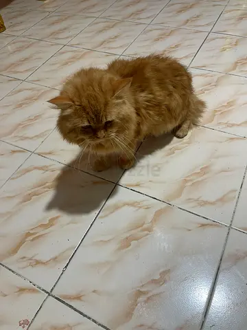 Friendly Persian adult long-haired ginger cat available for free adoption