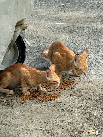 Stray kittens for adoption kindly give them home