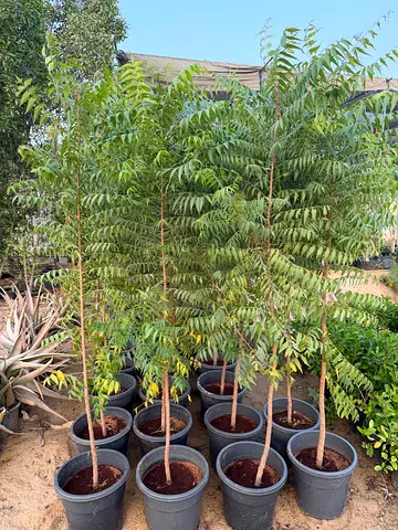 Neem trees (Azadirachta indica) ~ 1.5/1.8m ht