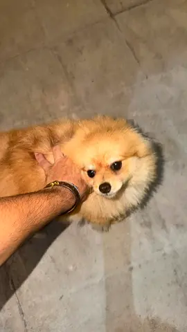 Young Pomeranian pup looking for a new home 8 month
