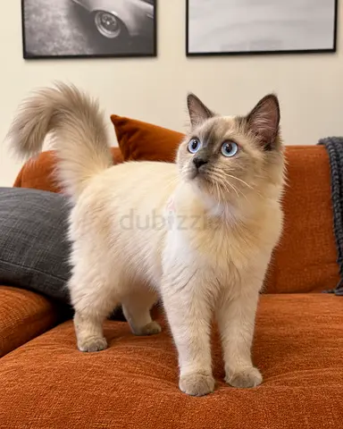 10 Months Old Female Pure Ragdoll