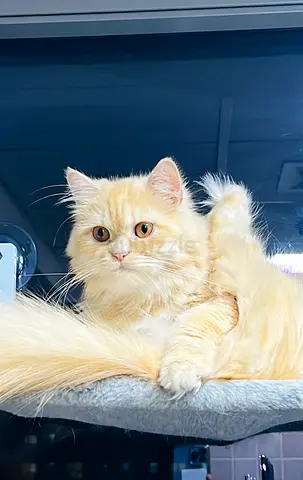 Pure Persian Cat for Adoption