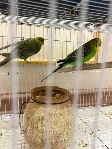 Birds