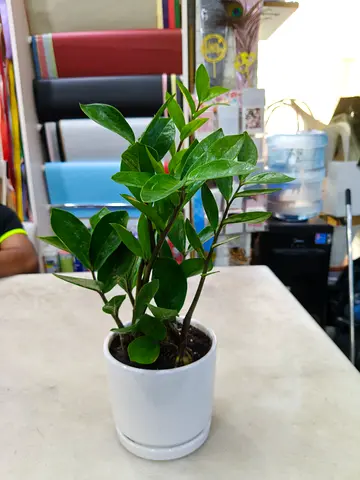 ZZ Plant Indoor 45cm – Low-Maintenance Green Plant for Home & Office Decoration