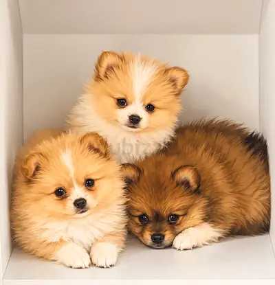 Pure Pomeranian Puppies 🐻 | Beautiful Fluffy Coat | 2 Months Old