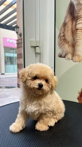 Poodle Puppy - Male