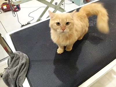 Kind and playful Female, domestic longhair,  6 month old, spayed and vaccinated