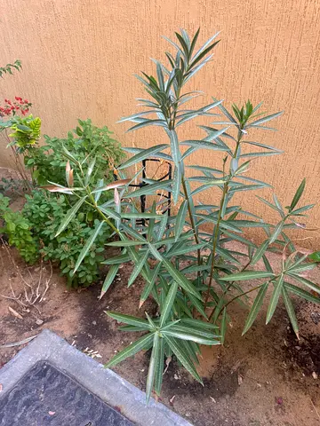 Outdoor potted garden plants - small collection (healthy indoor/outdoor varieties)