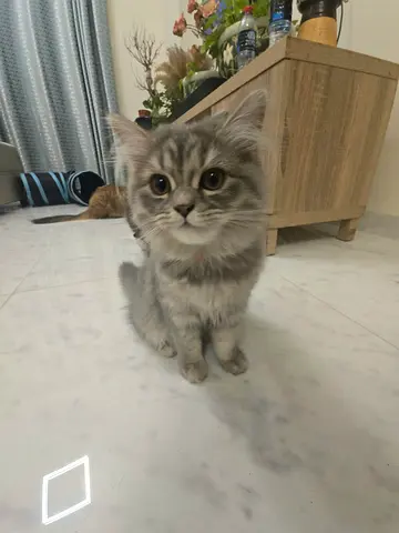 Kitten pure Persian cats 3months old