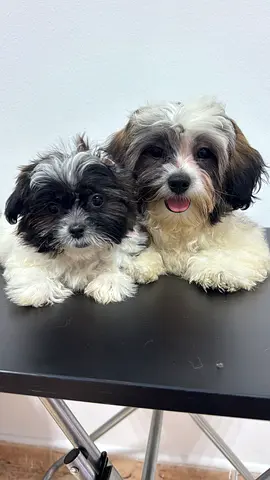 Two Friendly Shih Tzu Mix Puppies — 8 Weeks, 16 weeks Healthy