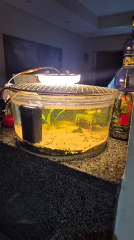 Empty Beta Fish Glass Bowl