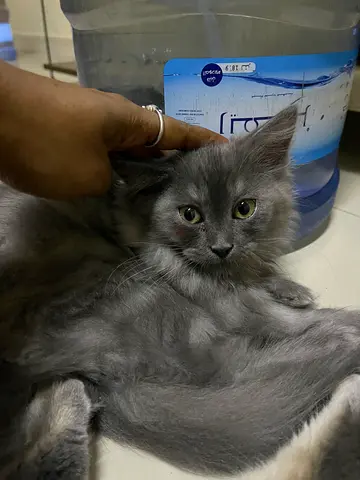 Young long-haired dark grey kitten available for adoption