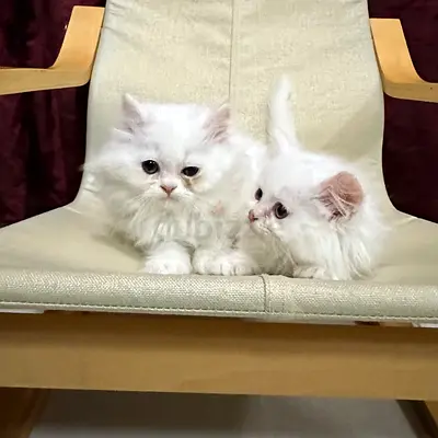 persian kitten eight weeks old beautiful and active