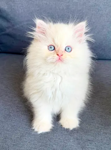 Silver Blue Ragdoll Classifieds: Ragdoll Red point blue eyes | dubizzle Dubai