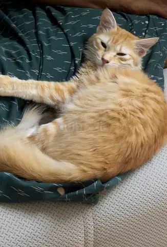 Cats