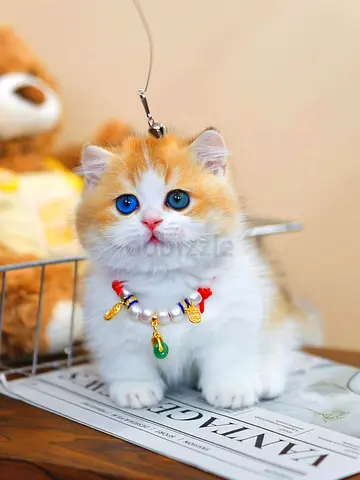 Lovely Pair Of Munchkins Kittens Available For Adoption