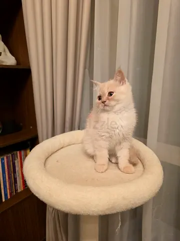 Fluffy Male Cream British Shorthair kitten available for adoption