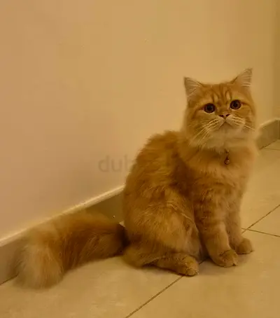 Cuddly Ginger Persian Kitten for Adoption