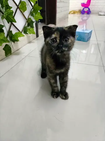 Unique tortoiseshell female Scottish Fold kitten — , playful and healthy