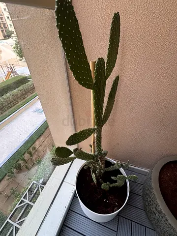 Balcony cacti. Different sizes. All come in a pot. Also the rack is availabe.
