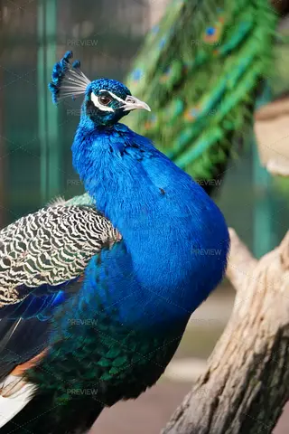 Peacock