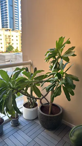 One large Plumeria potted plant on balcony - healthy green foliage.