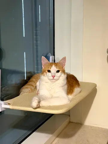 Cat for adoption