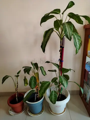 Three indoor potted Dieffenbachia / Dumb Cane plants - healthy stems
