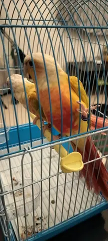 Sun cheek conure pair with DNA available